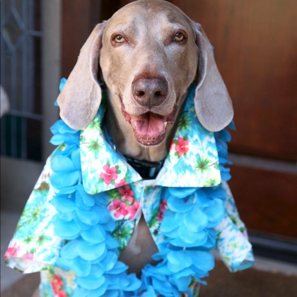 Meet your Posher, Debi - Picture 3 of 4